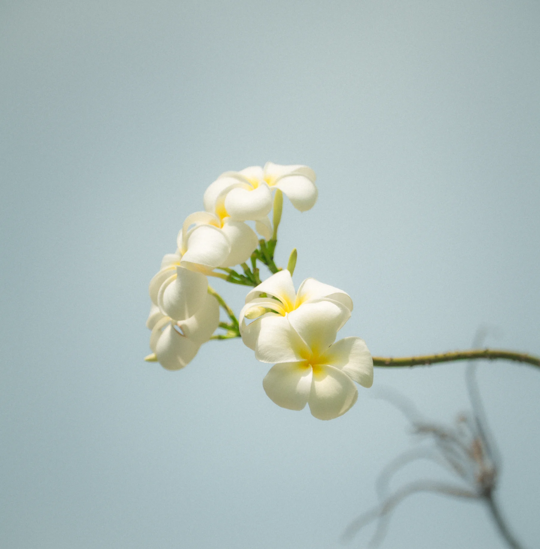 Portfolio photograph