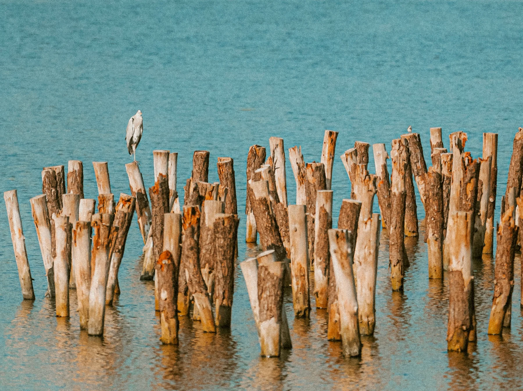 Portfolio photograph