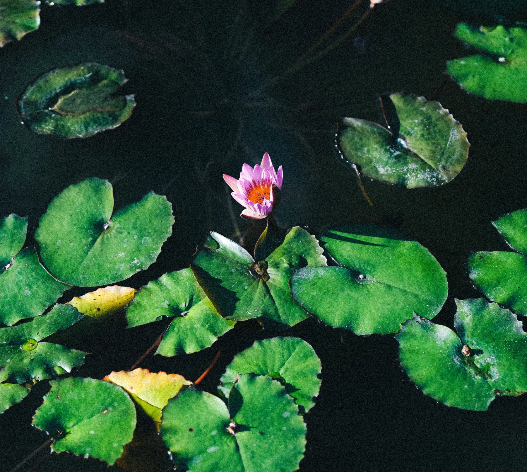 Portfolio photograph